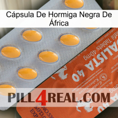 Cápsula De Hormiga Negra De África 43